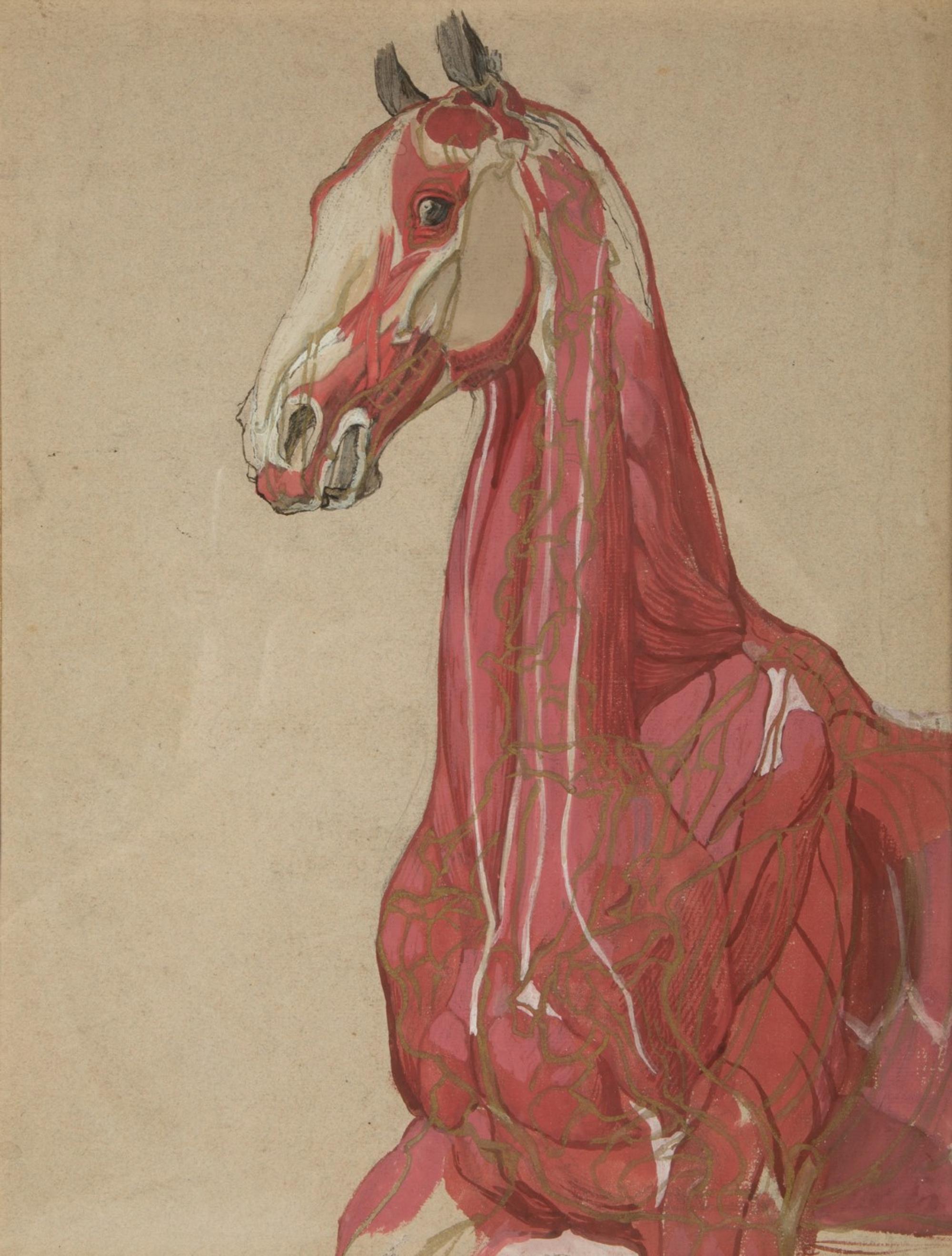 A Group of Five Pencil and Watercolor Sketches Depicting the Anatomy of Equine — 20TH CENTURY