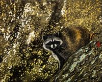 Racoon on Granite, 3/30, 2006