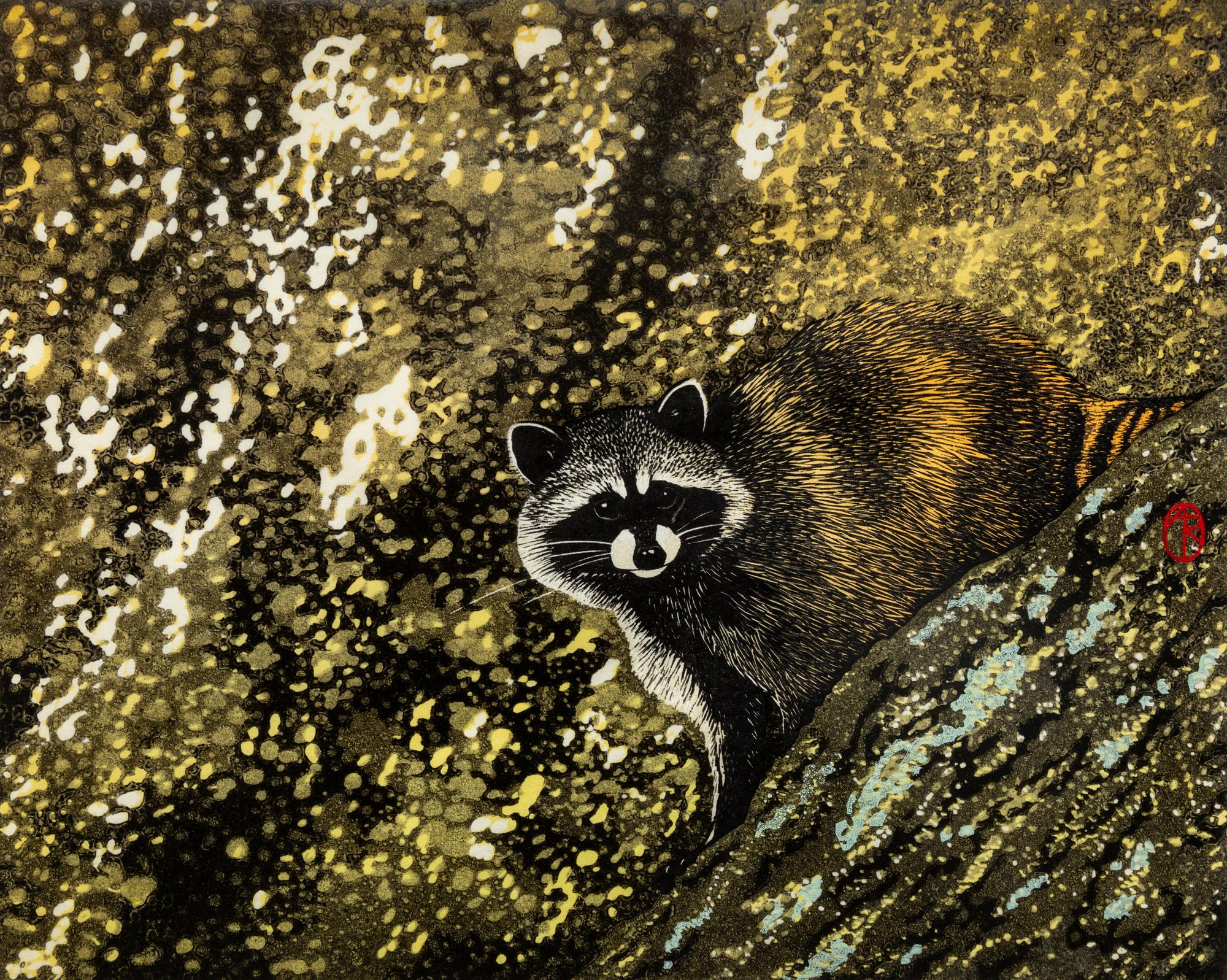Racoon on Granite, 3/30, 2006