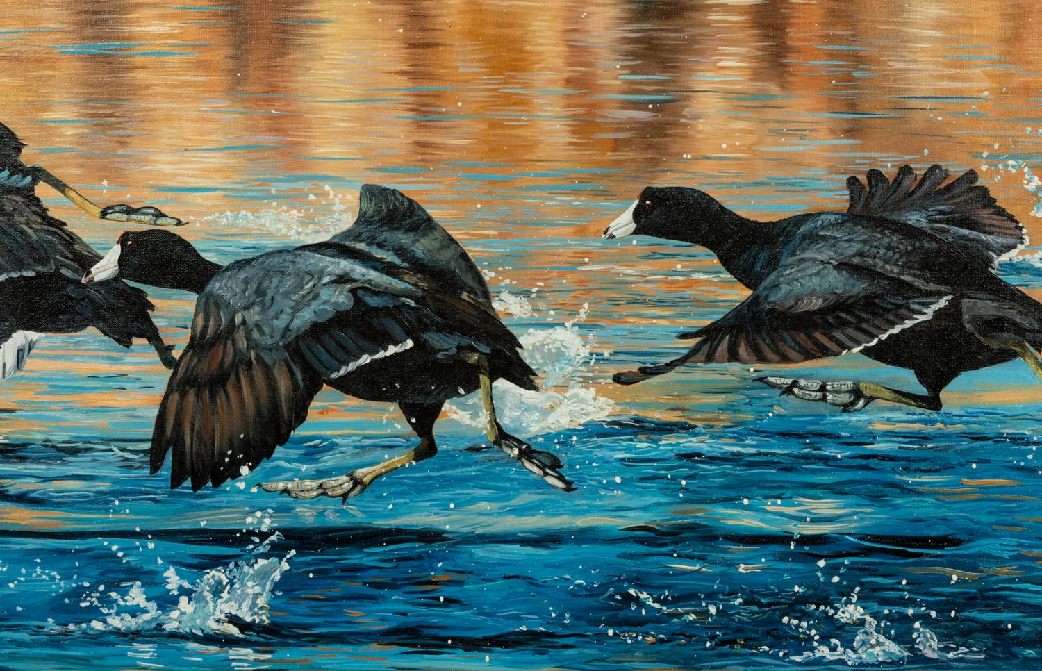 Coot Scoot