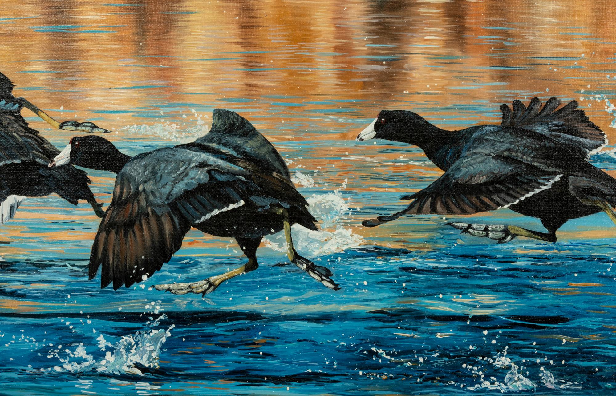 Coot Scoot