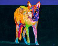 Poised Coyote