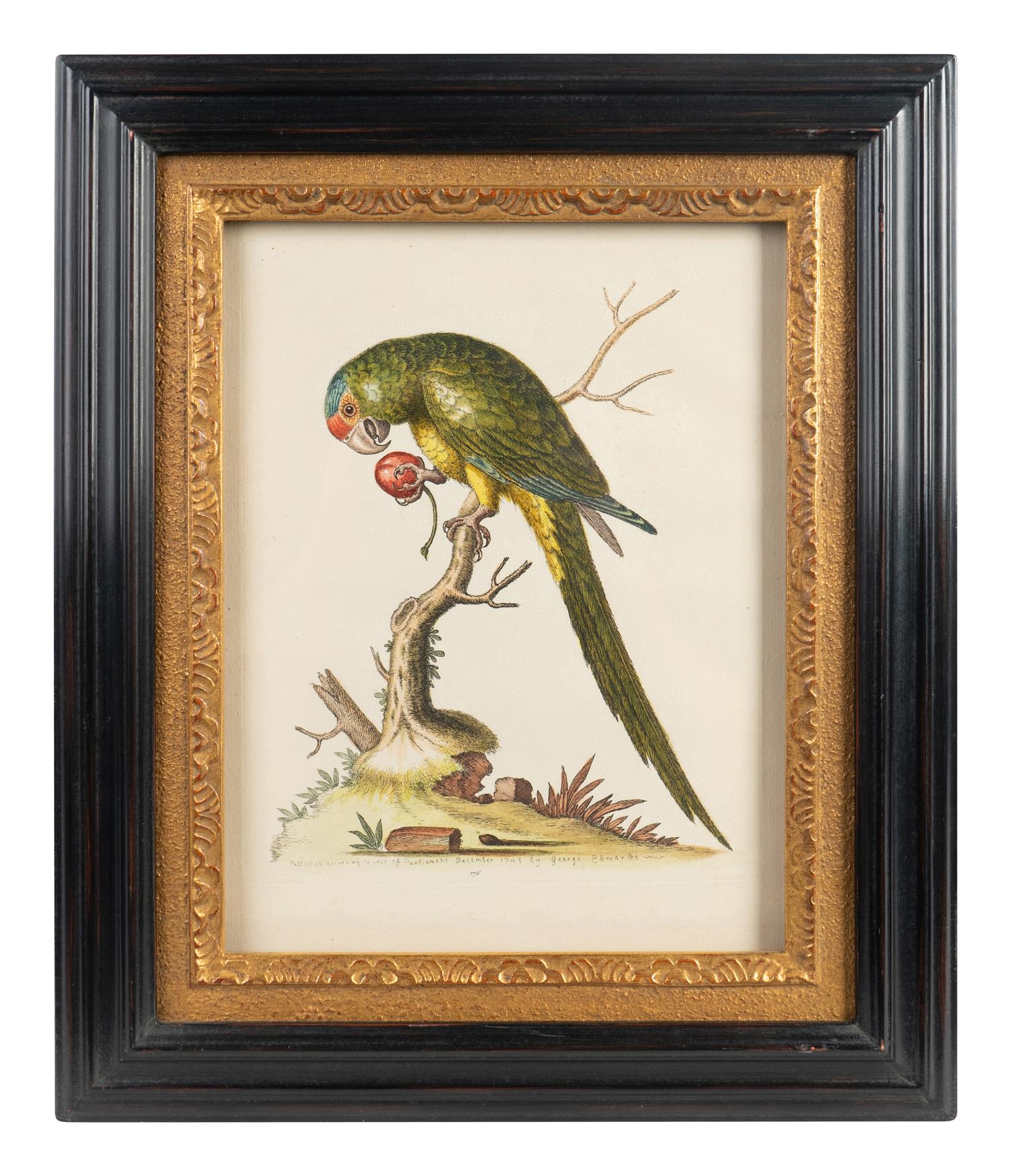 A Set of Eight Hand-Colored Engravings After George Edwards (British, 1694-1773) — LATE 19TH CENTURY