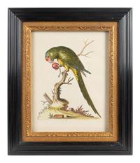 A Set of Eight Hand-Colored Engravings After George Edwards (British, 1694-1773) — LATE 19TH CENTURY