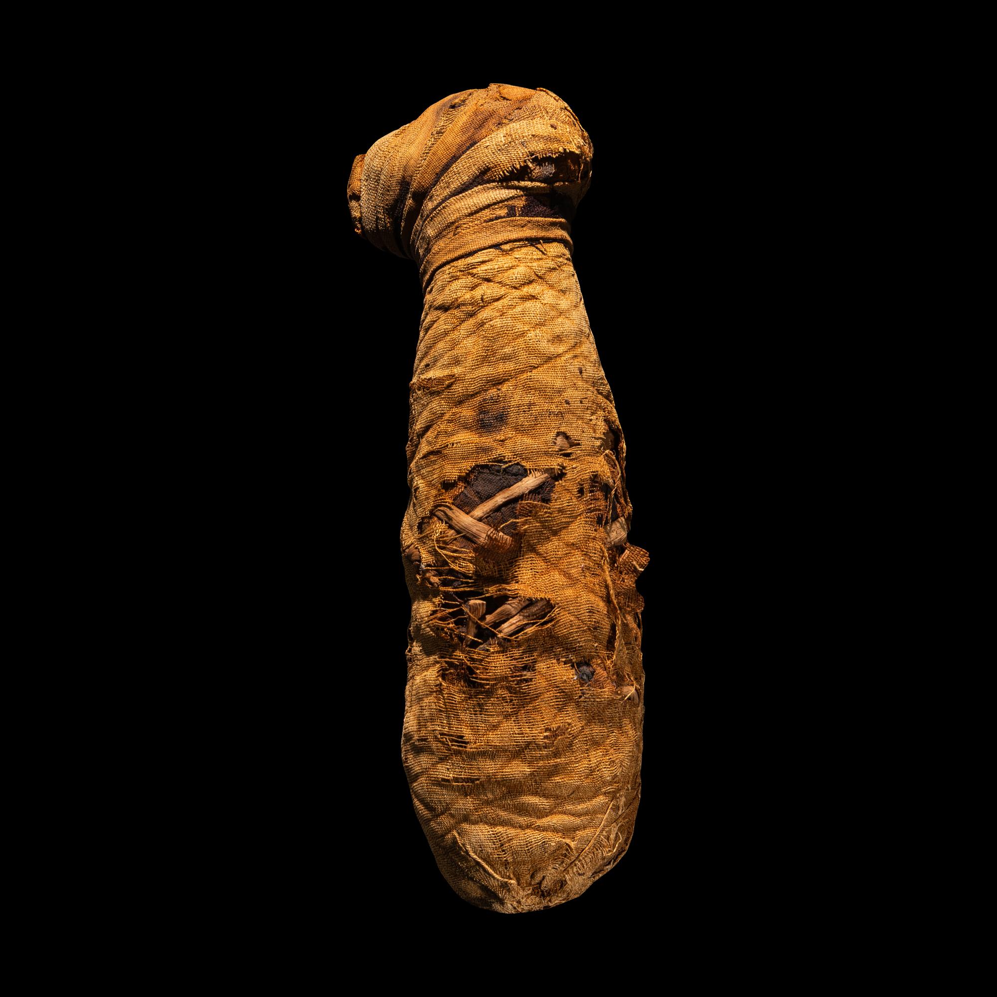 An Egyptian Mummified Jackal