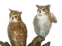 Horned Owl II