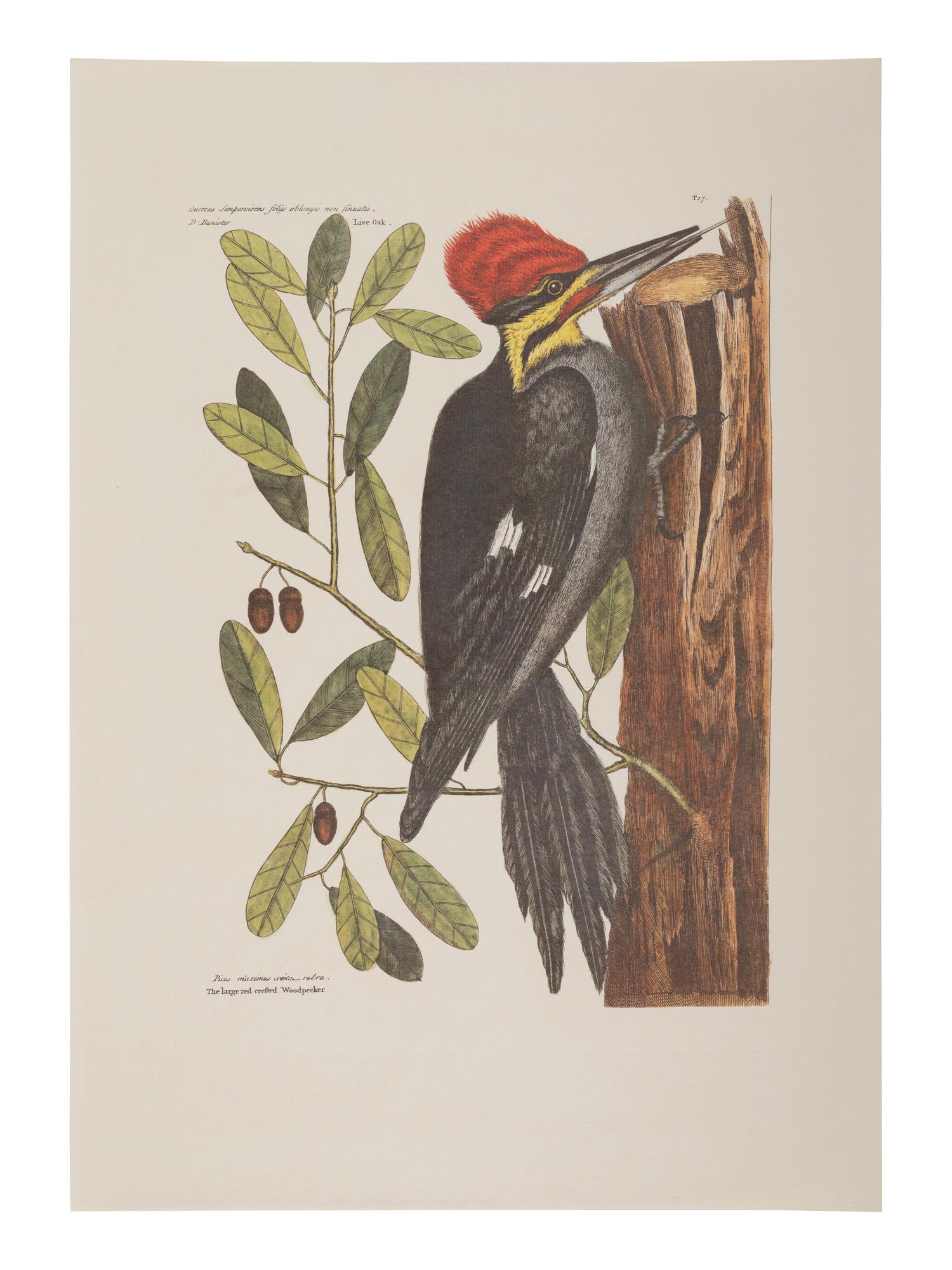 Two Ornithological Prints