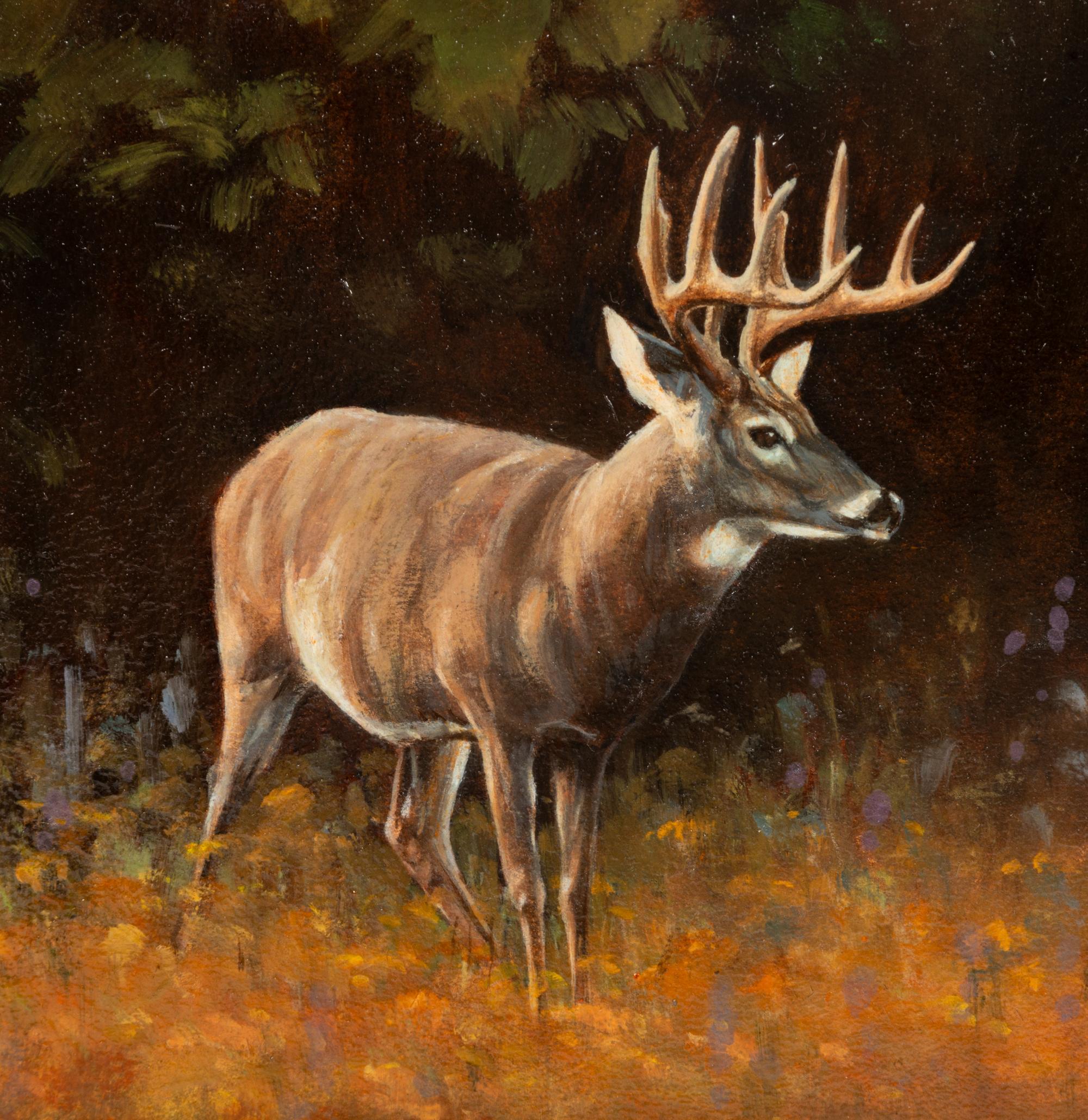 White Tailed Deer , 2007