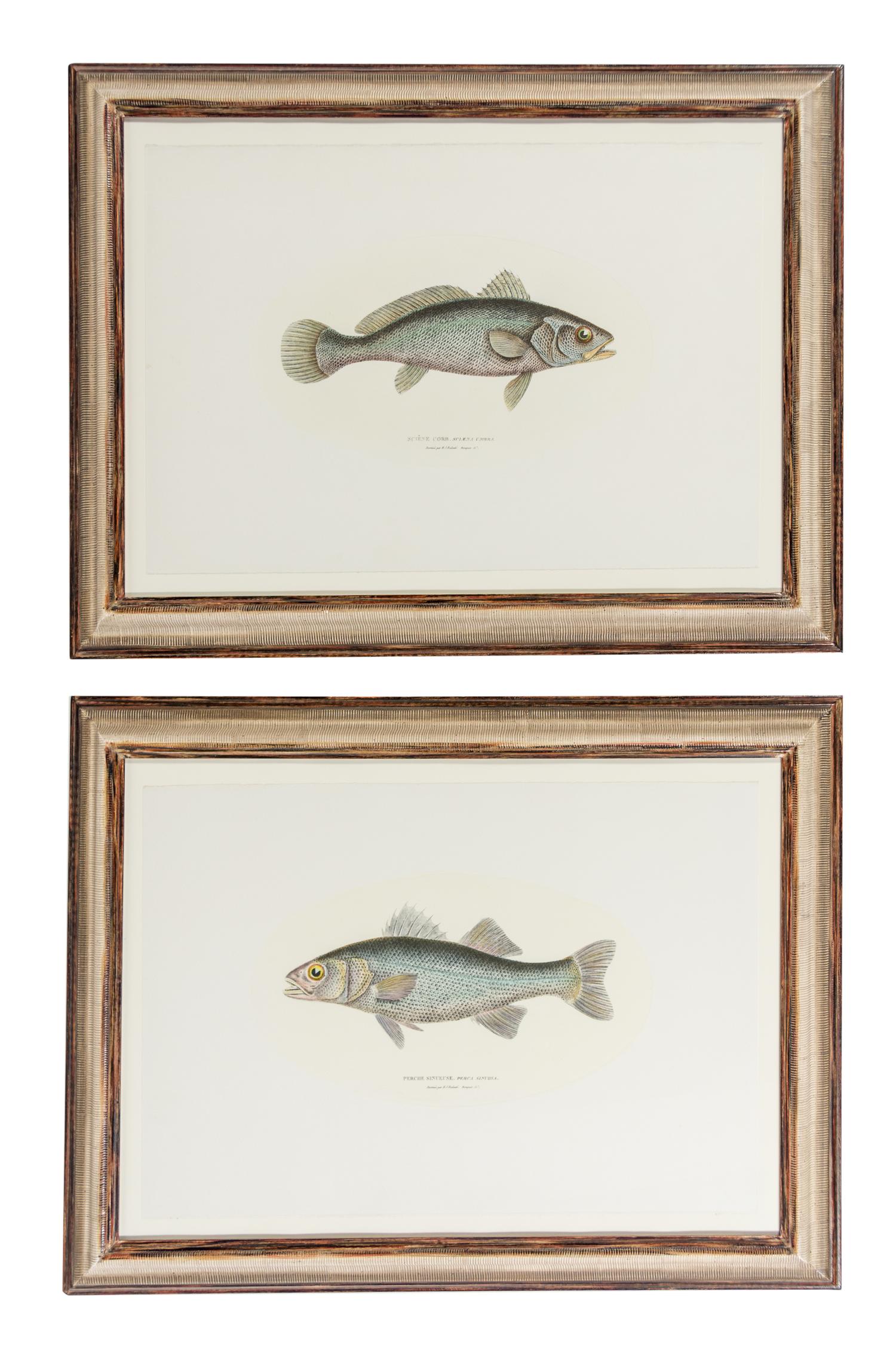 Two Hand-Colored Engravings Each 21 x 15 inches. — AFTER HENRI-JOSEPH REDOUTE