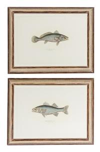 Two Hand-Colored Engravings Each 21 x 15 inches. — AFTER HENRI-JOSEPH REDOUTE