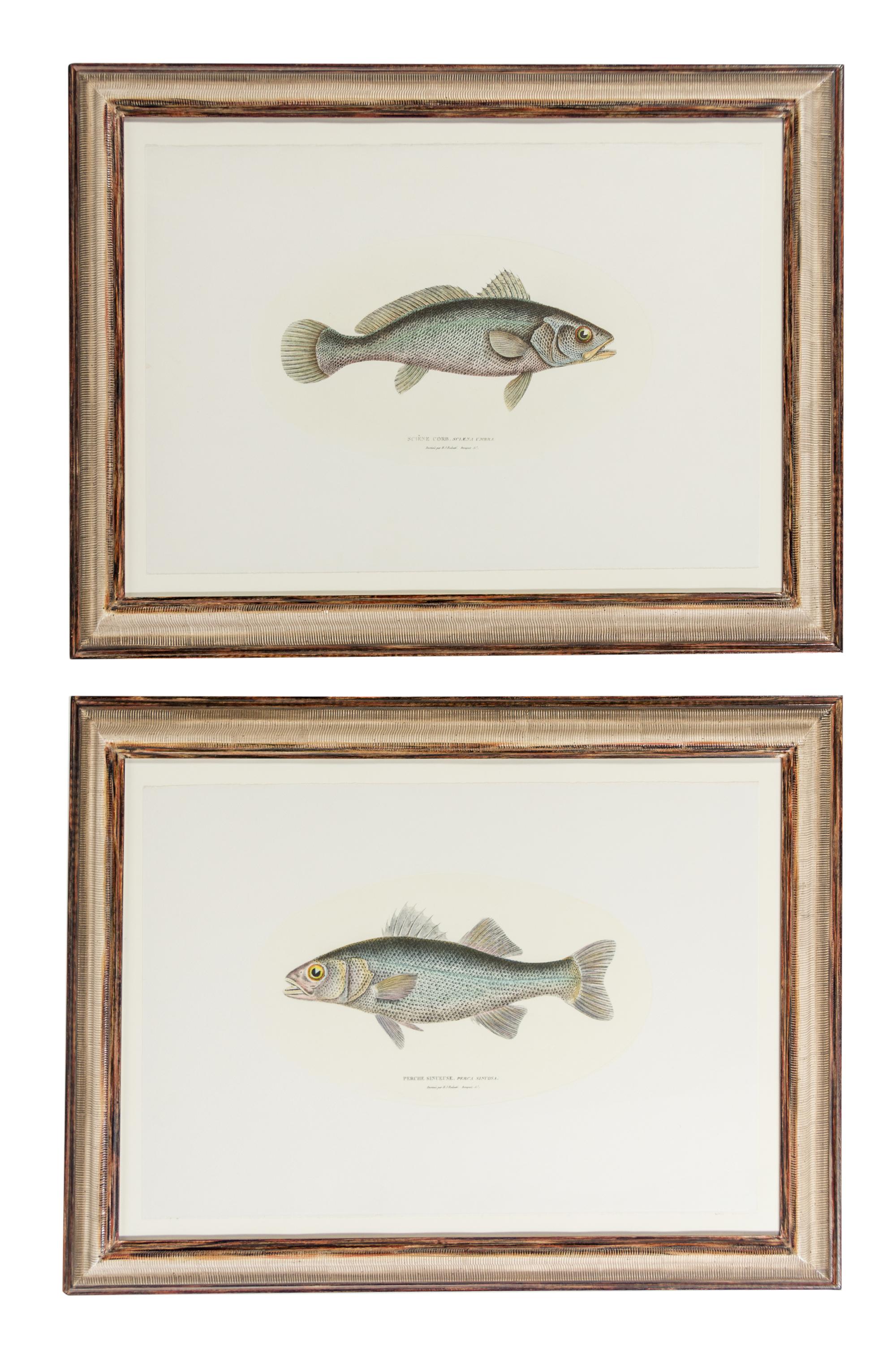 Two Hand-Colored Engravings Each 21 x 15 inches. — AFTER HENRI-JOSEPH REDOUTE