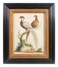 A Set of Eight Hand-Colored Engravings After George Edwards (British, 1694-1773) — LATE 19TH CENTURY