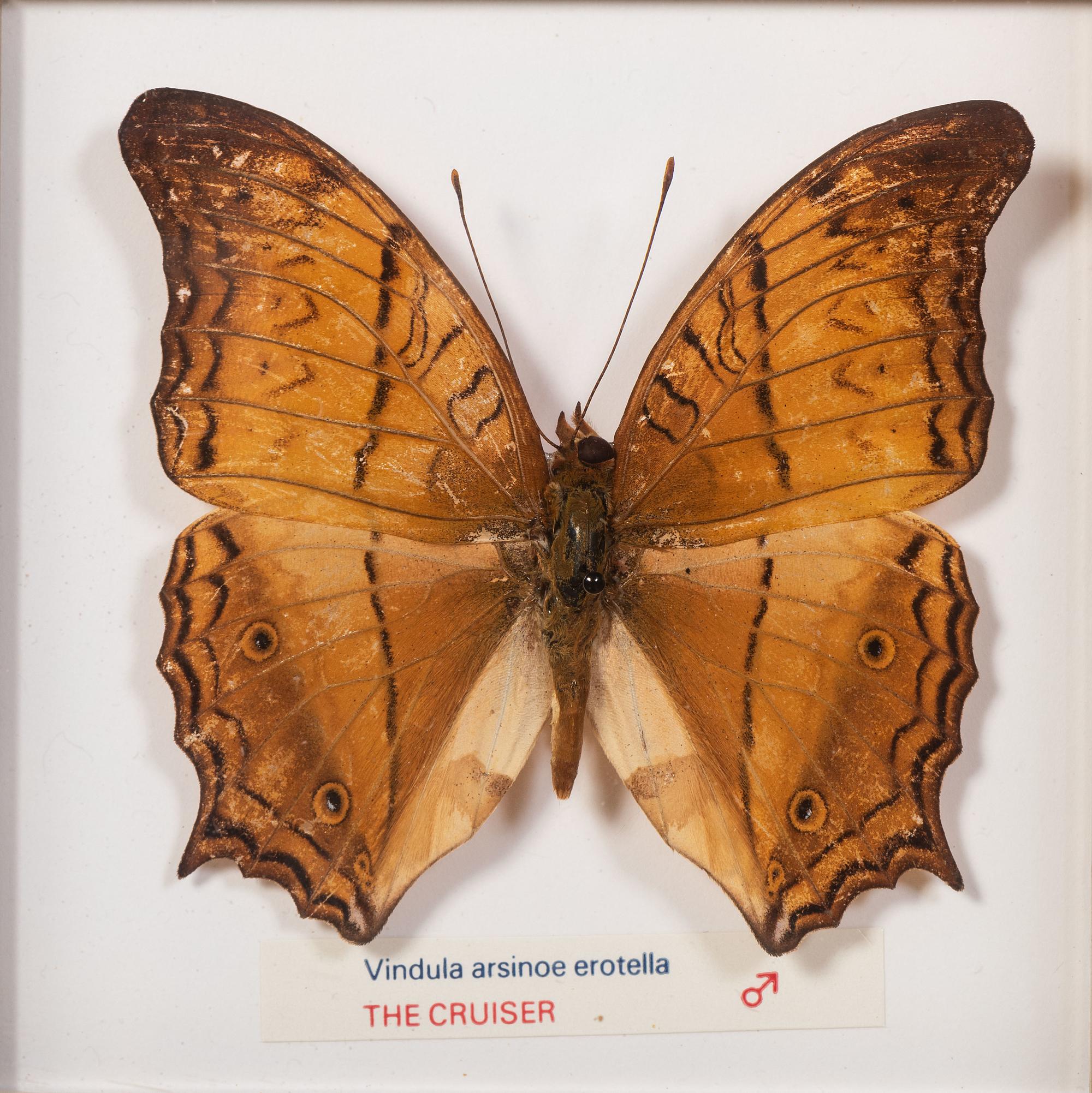Thirty-One Framed Lepidopterological Specimens