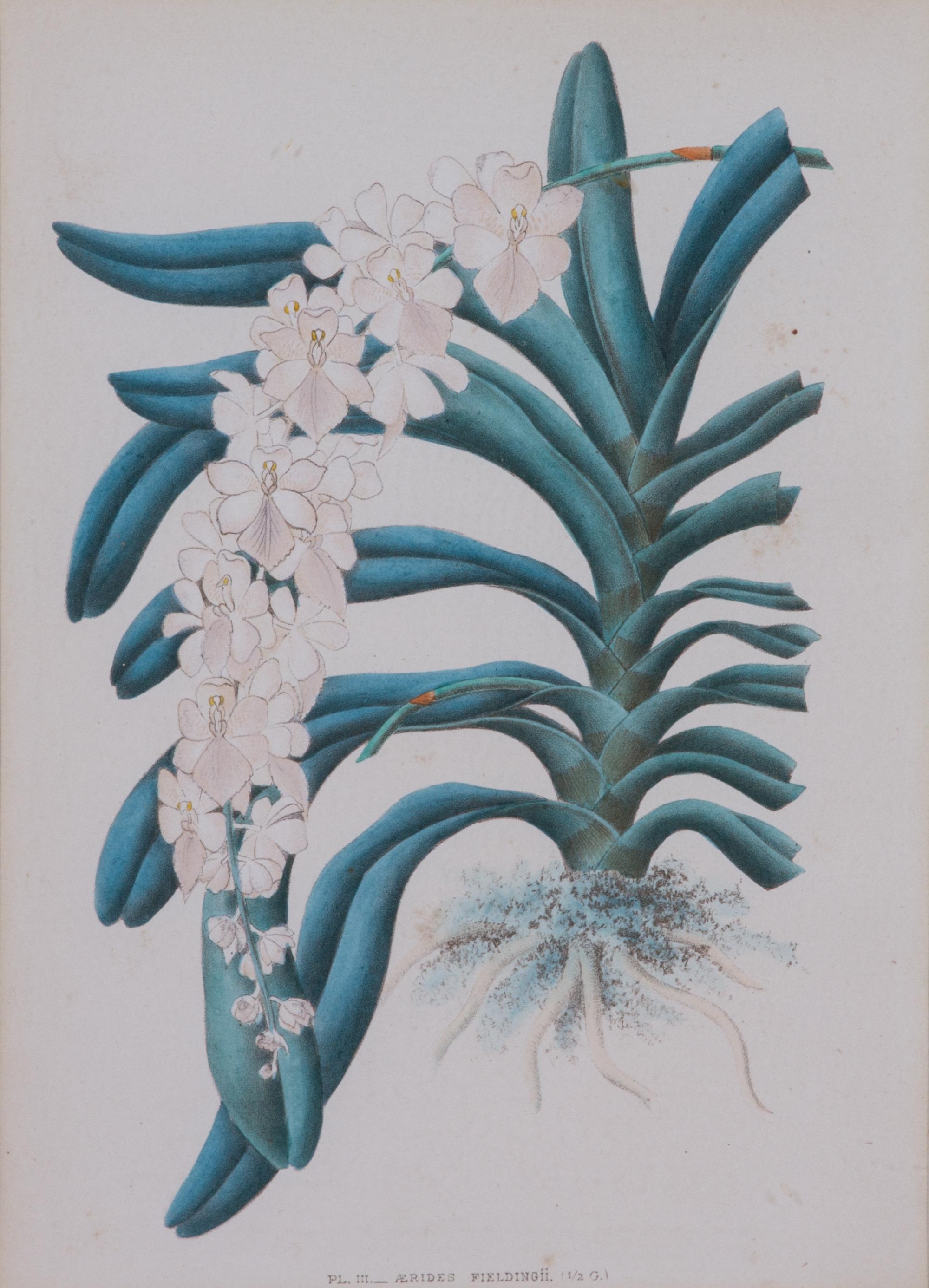 A Collection of Six Hand-Colored Botanical Prints Height of each plate 9 x width 7 inches. — 20TH CENTURY