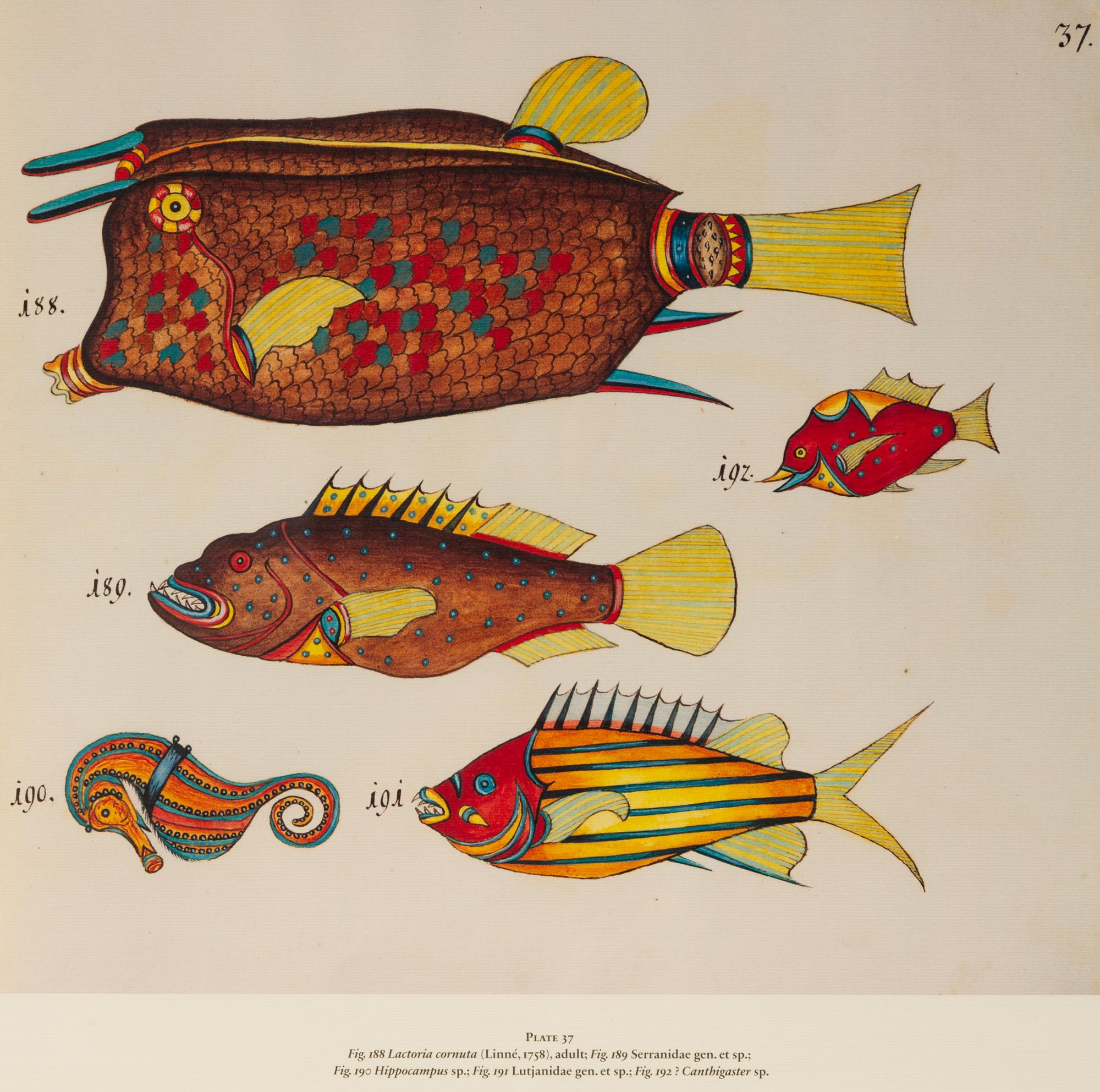 A Suite of Thirteen Framed Giclee Prints of Colorful Tropical Fish — 20TH/21ST CENTURY