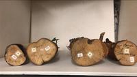 Collection of Hopi Katsinas