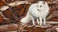 Arctic Fox