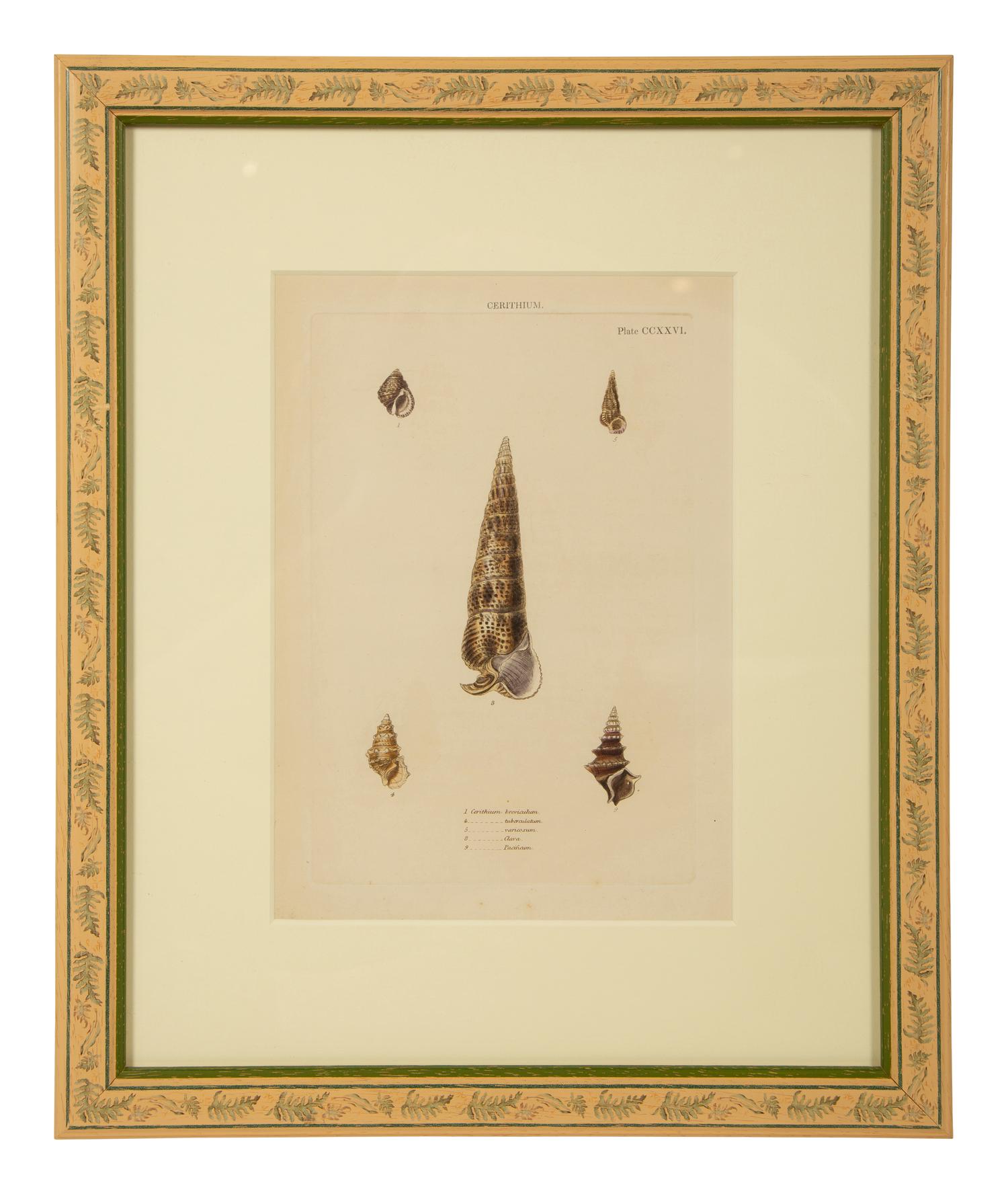 Conchologia Systematica: Eight Plates, 1841