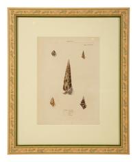 Conchologia Systematica: Eight Plates, 1841