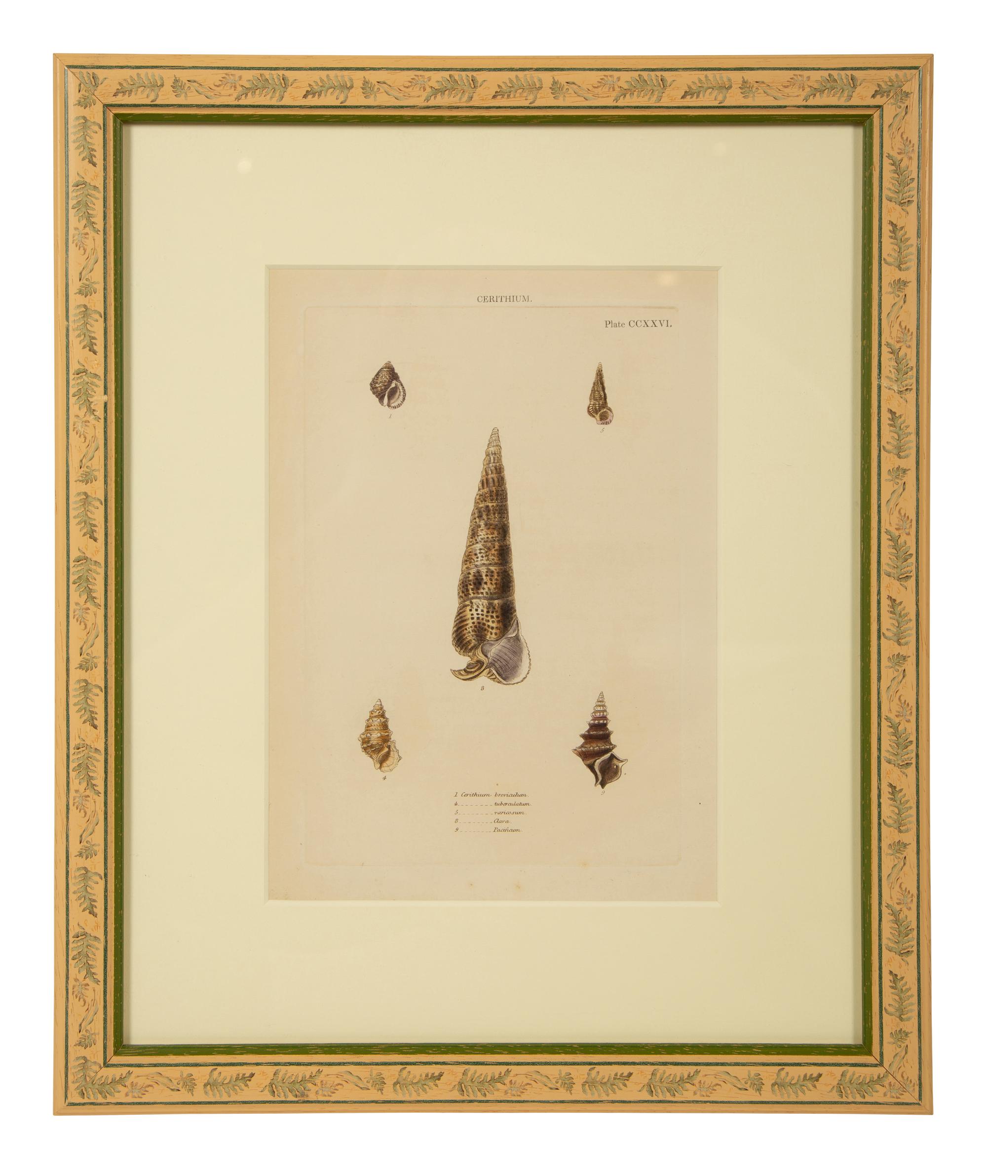 Conchologia Systematica: Eight Plates, 1841