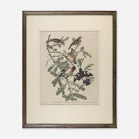 [Prints] Audubon, John James Rose-breasted Grosbeak