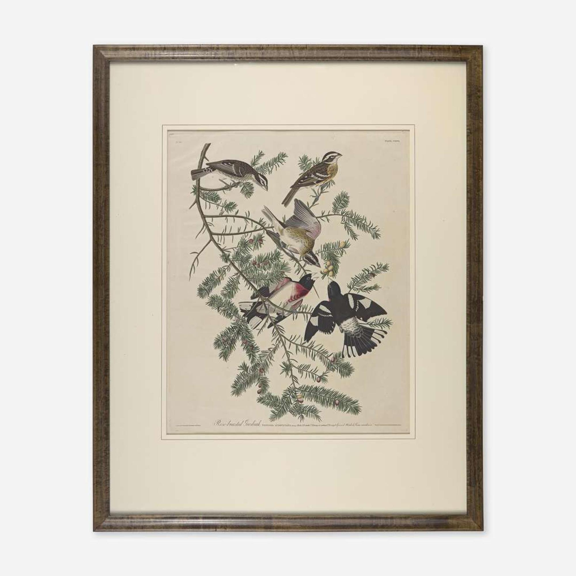[Prints] Audubon, John James Rose-breasted Grosbeak