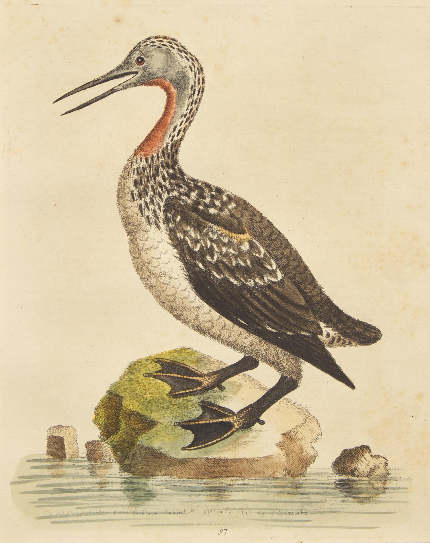 George Edwards (English, 1694-1773), A Set of Twelve Framed Hand-Colored Engravings Depicting Various Birds