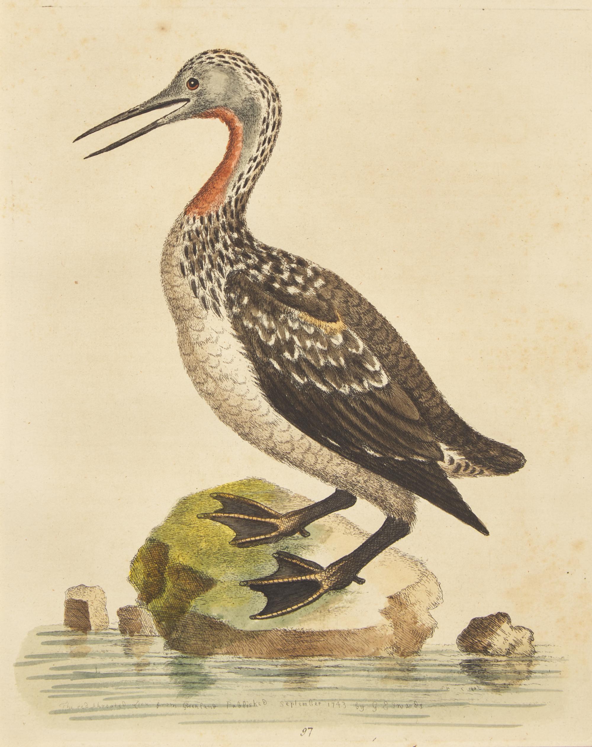 George Edwards (English, 1694-1773), A Set of Twelve Framed Hand-Colored Engravings Depicting Various Birds