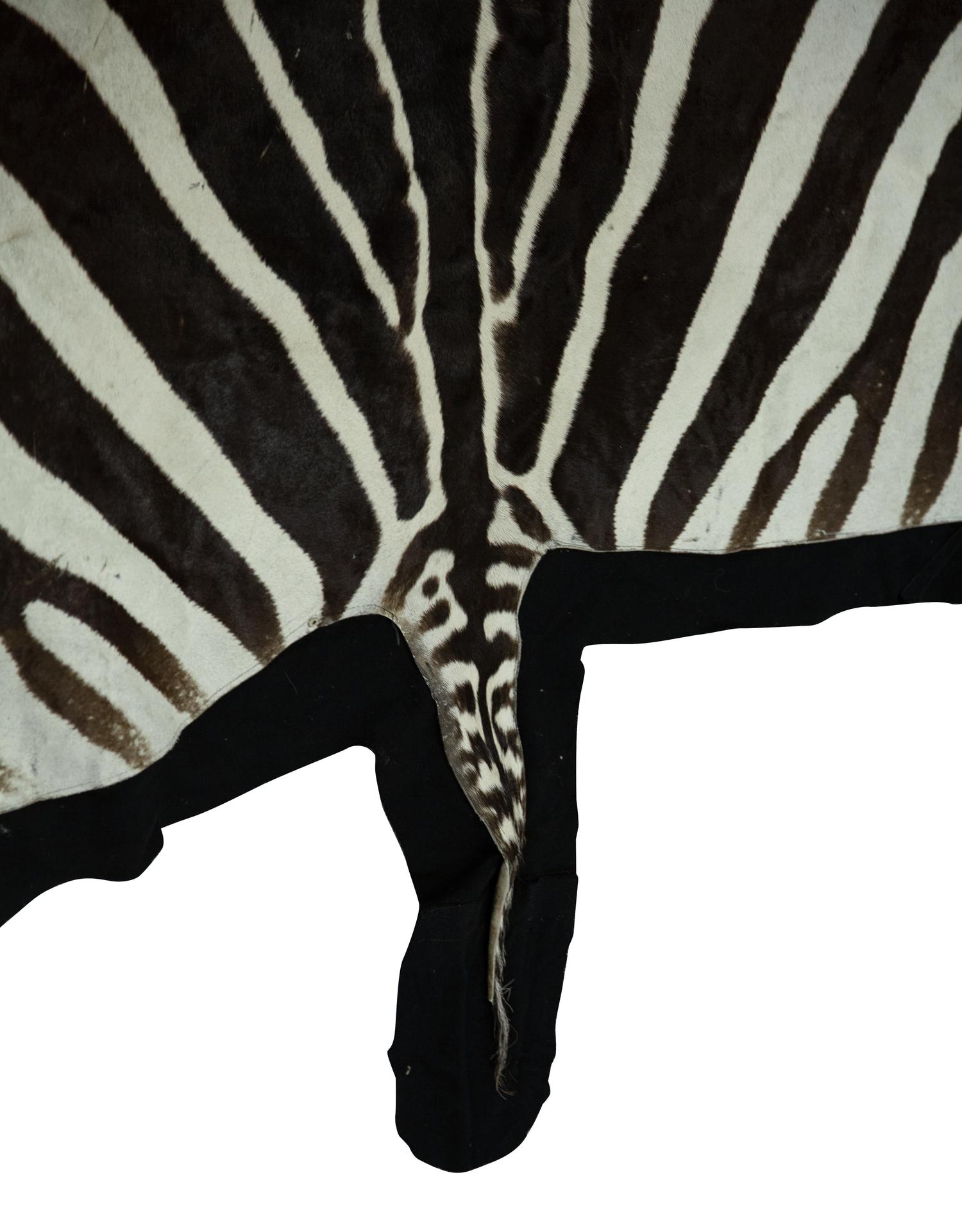 A Zebra Stallion Skin Rug