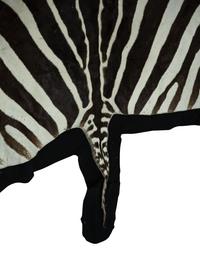 A Zebra Stallion Skin Rug