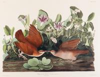 AUDUBON, John James (1785-1851) Key-west Dove (Plate CLXVII) Columba montana