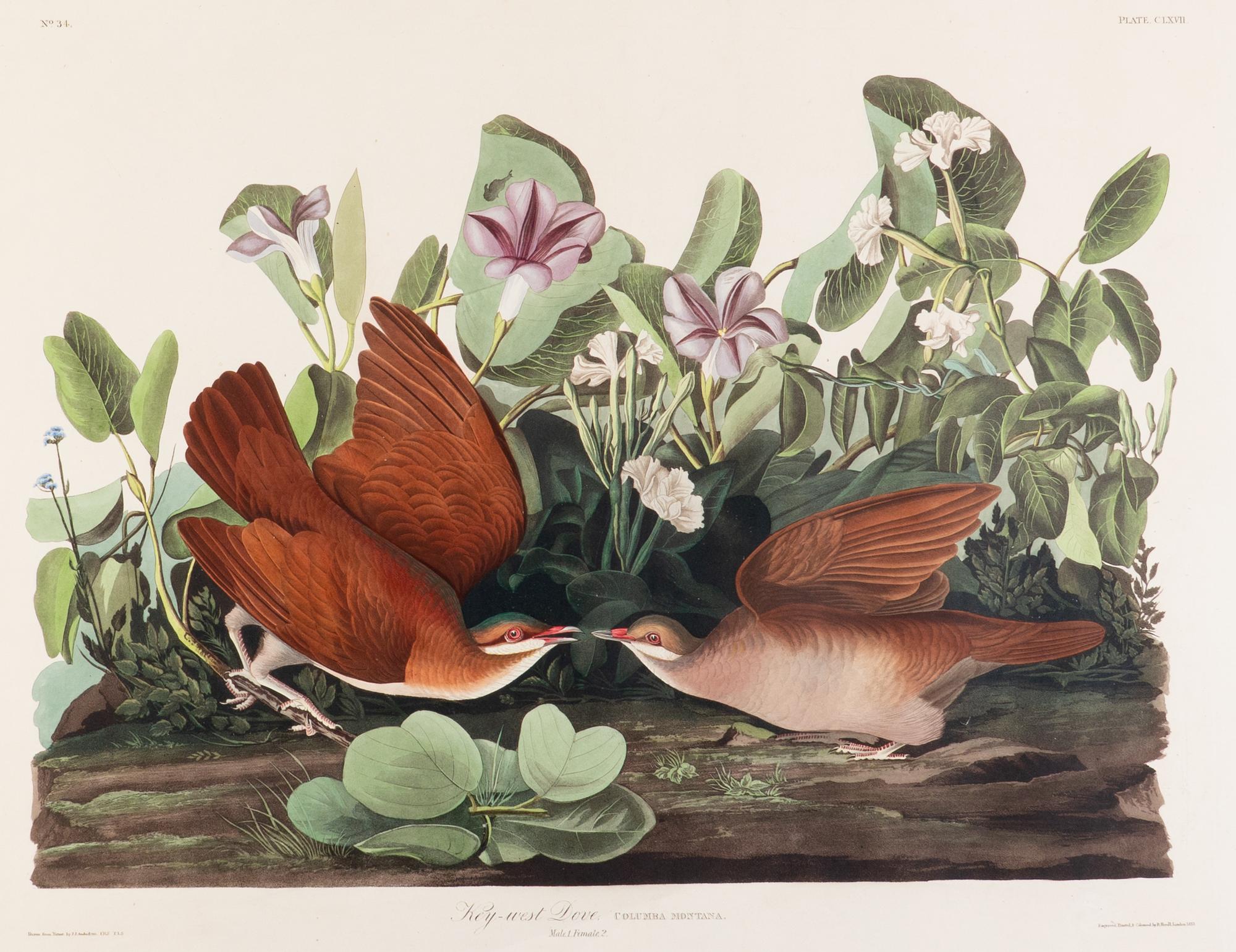 AUDUBON, John James (1785-1851) Key-west Dove (Plate CLXVII) Columba montana