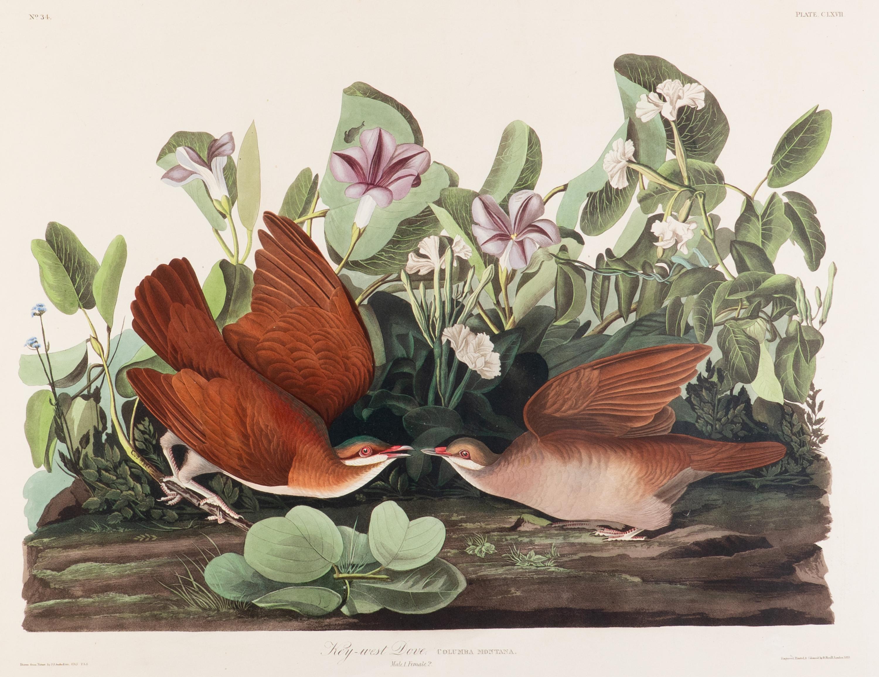 AUDUBON, John James (1785-1851) Key-west Dove (Plate CLXVII) Columba montana