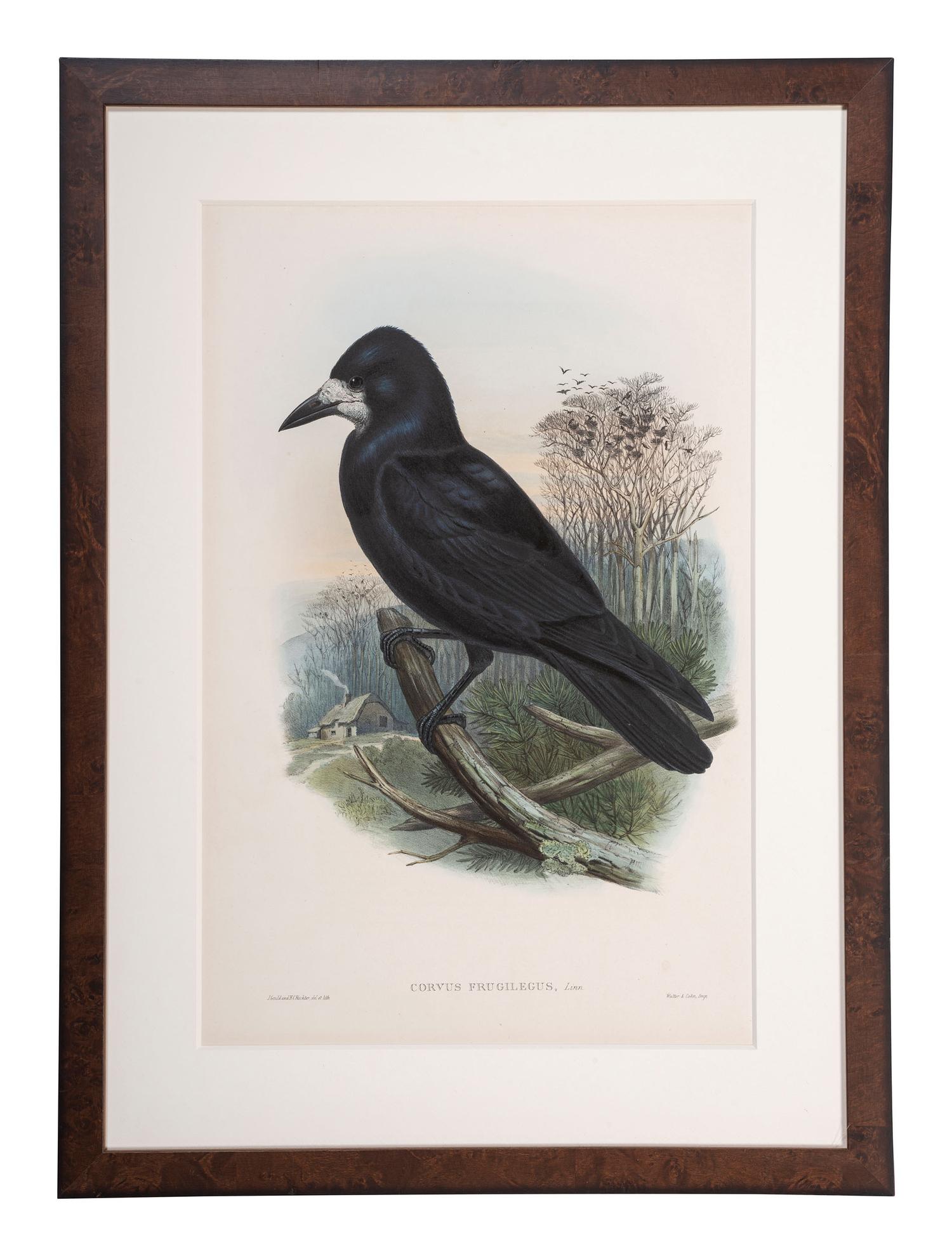 Eight Framed Avian Prints