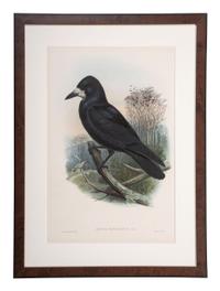 Eight Framed Avian Prints