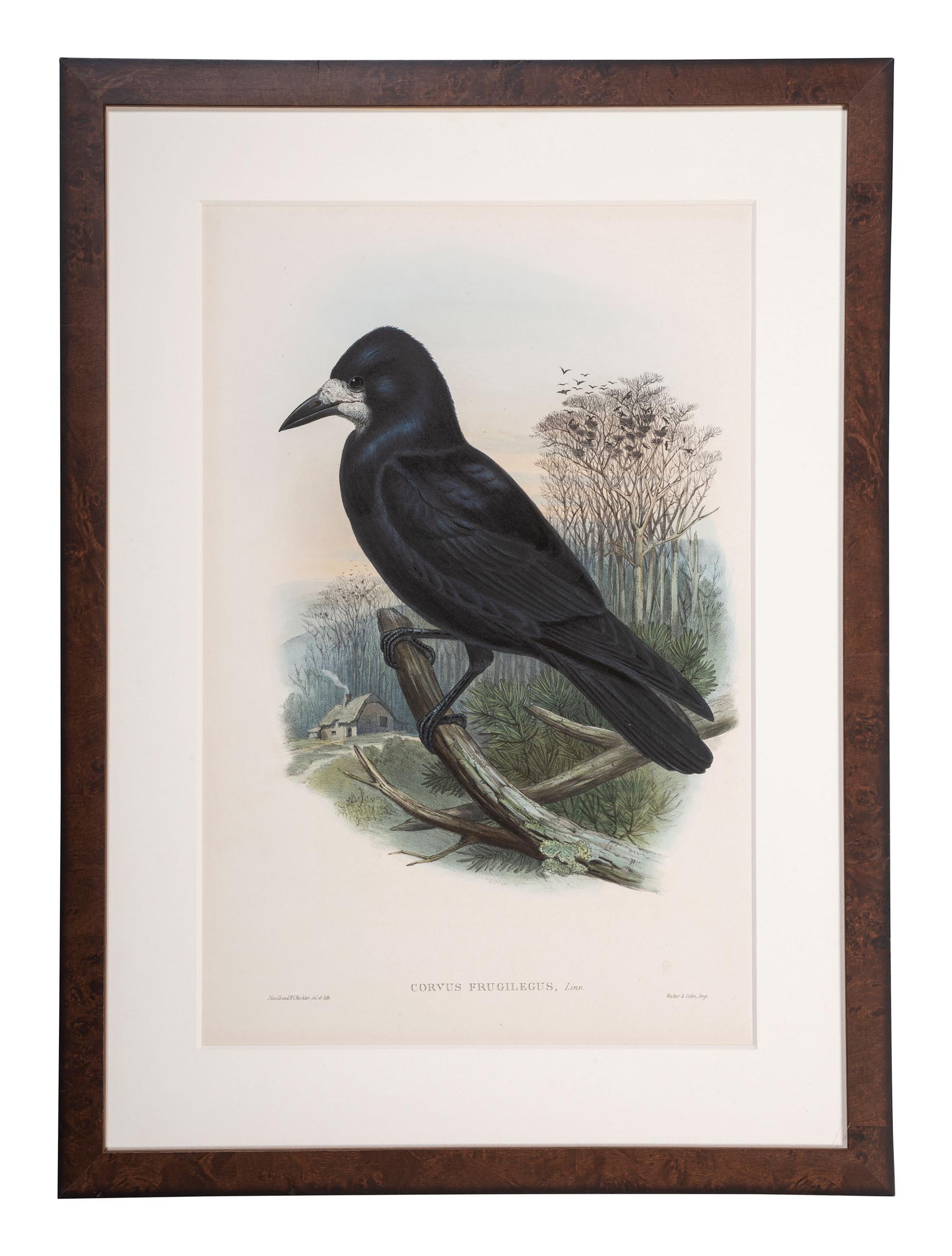 Eight Framed Avian Prints