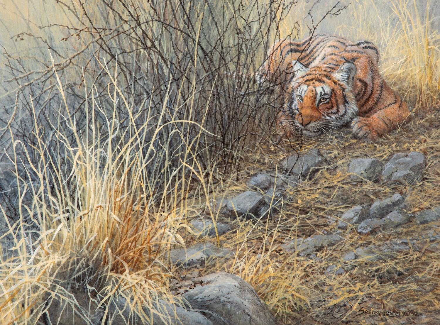 Tiger in the Grass