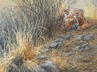 Tiger in the Grass