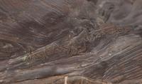 Prairie Contender, edition 9/30
