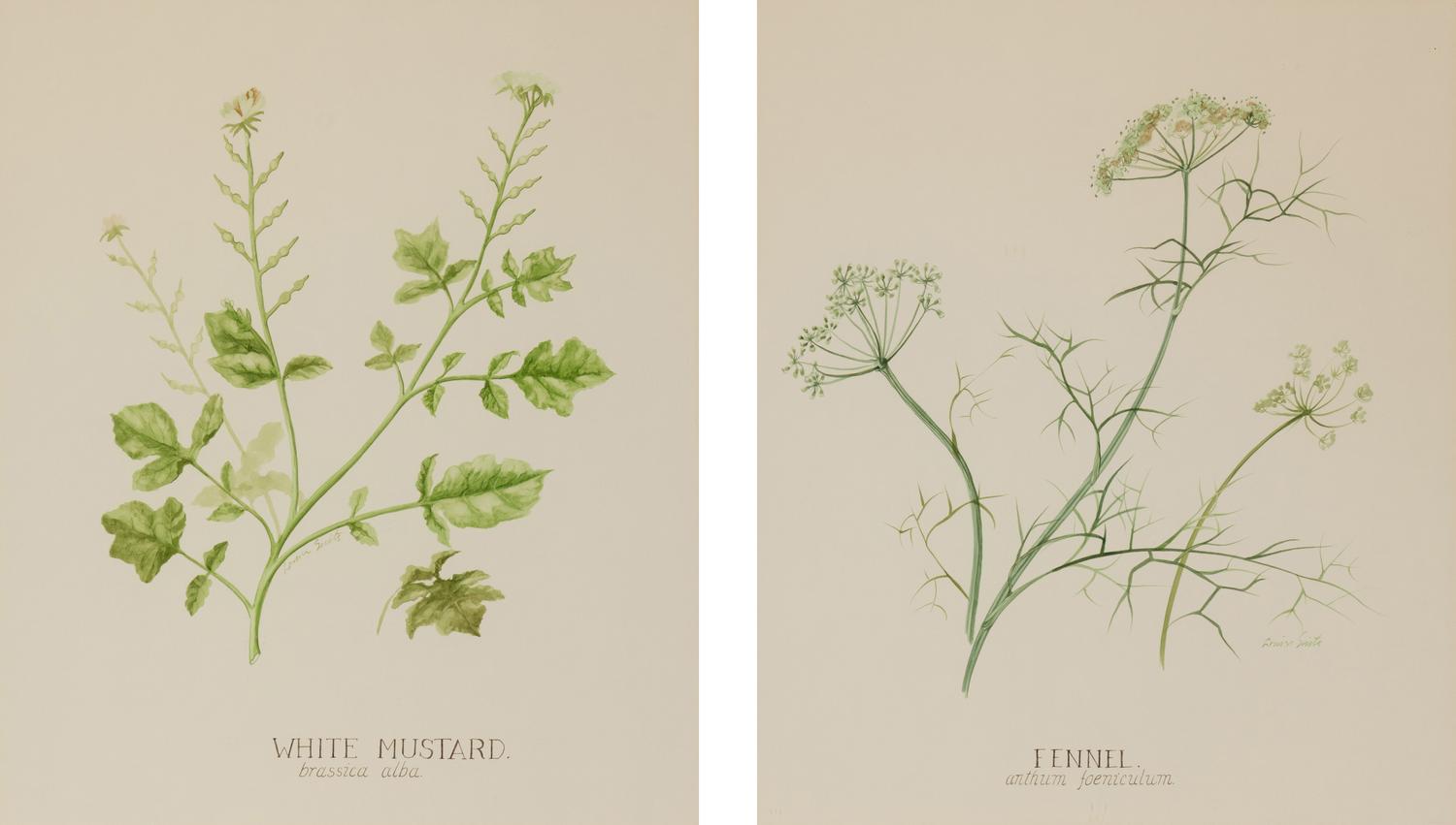 Four Louise Smith Watercolor Botanical Illustrations
