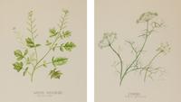 Four Louise Smith Watercolor Botanical Illustrations