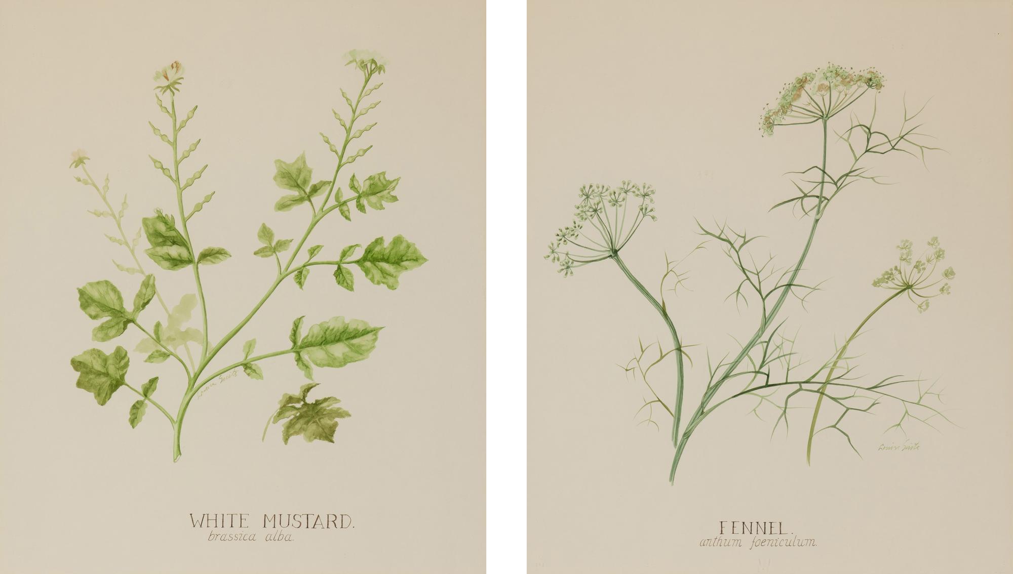 Four Louise Smith Watercolor Botanical Illustrations