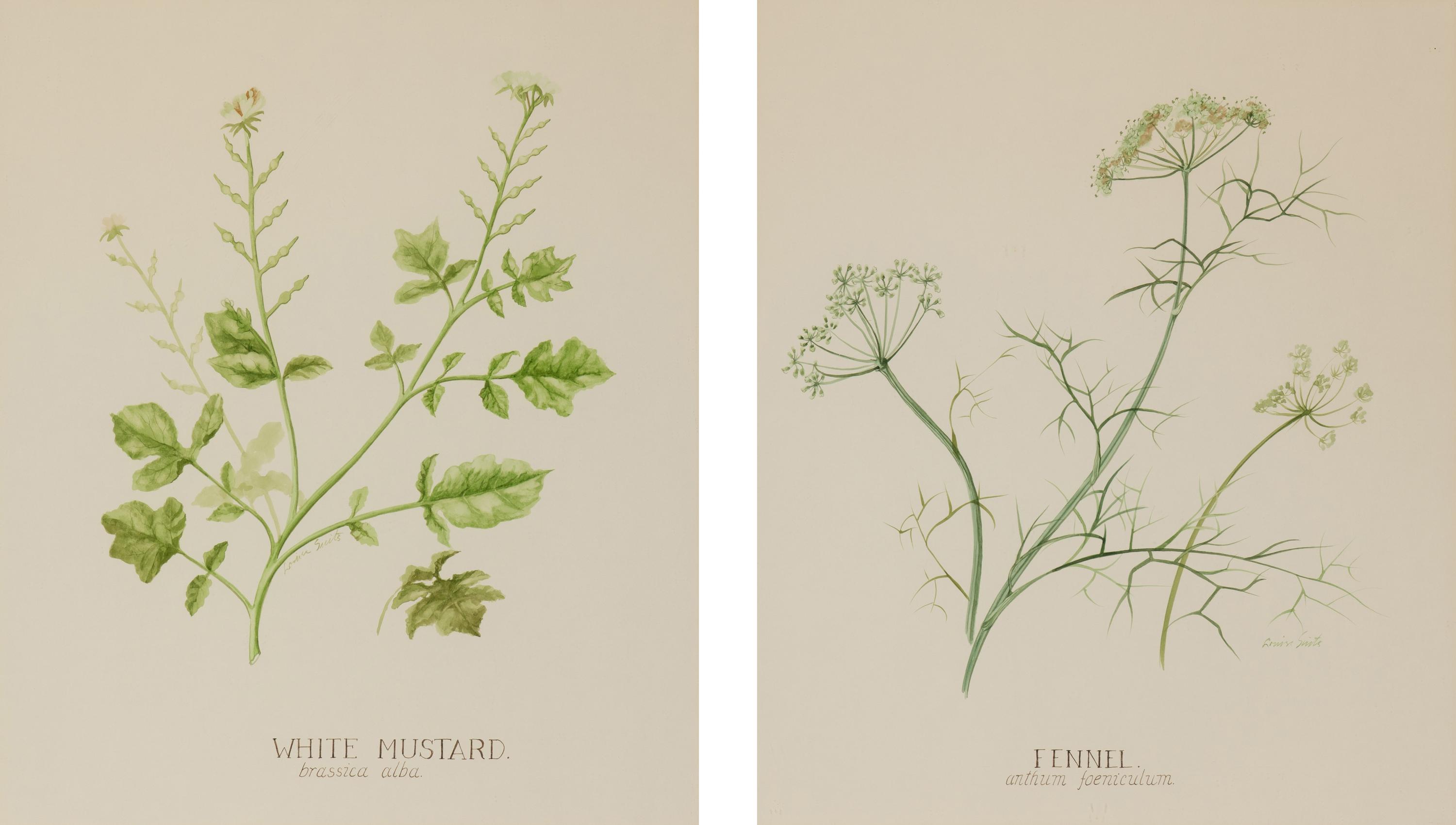 Four Louise Smith Watercolor Botanical Illustrations