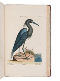 [NATURAL HISTORY]. SELIGMANN, Johann Michael (1720-1762). Verzameling van Uitlandsche en Zeldzaame Vogelen...in't Nedertuitsch vertaald... door M. Houttuyn . Amsterdam: Jan Christiaan Sepp, 1772-1781.