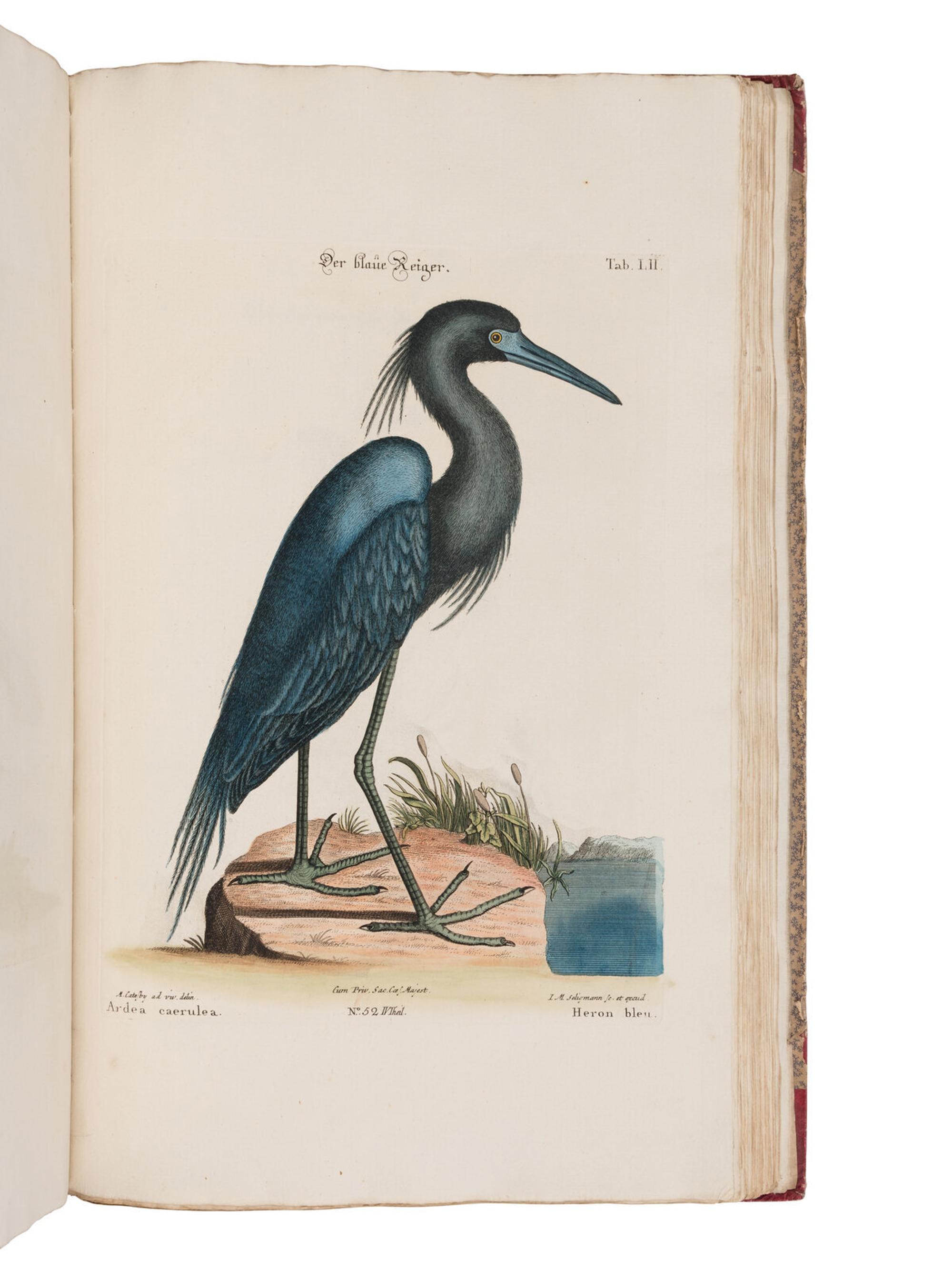 [NATURAL HISTORY]. SELIGMANN, Johann Michael (1720-1762). Verzameling van Uitlandsche en Zeldzaame Vogelen...in't Nedertuitsch vertaald... door M. Houttuyn . Amsterdam: Jan Christiaan Sepp, 1772-1781.