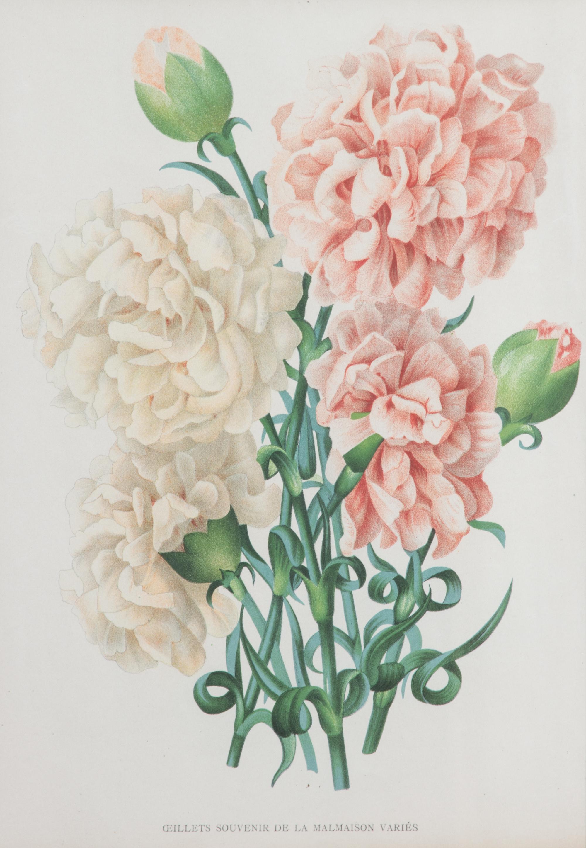 Four Botanical Color Lithographs Framed 12 1/2 X 8 3/4 inches. — 20TH CENTURY