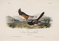 AUDUBON, John James (1785-1852) et al, after A group of 10 octavo-format prints, comprising: