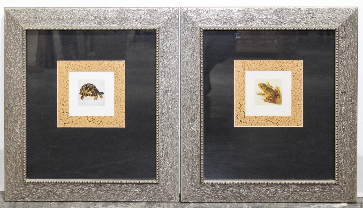 A Pair of Prints Depicting a Tortoise and a Frog Height of frames 18 x width 16 inches. — 20TH CENTURY