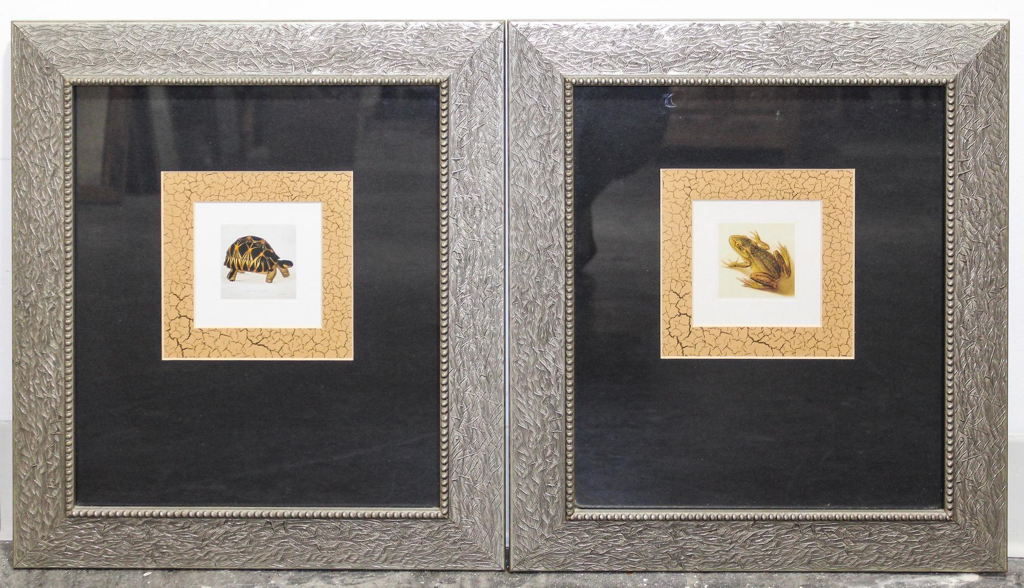 A Pair of Prints Depicting a Tortoise and a Frog Height of frames 18 x width 16 inches. — 20TH CENTURY