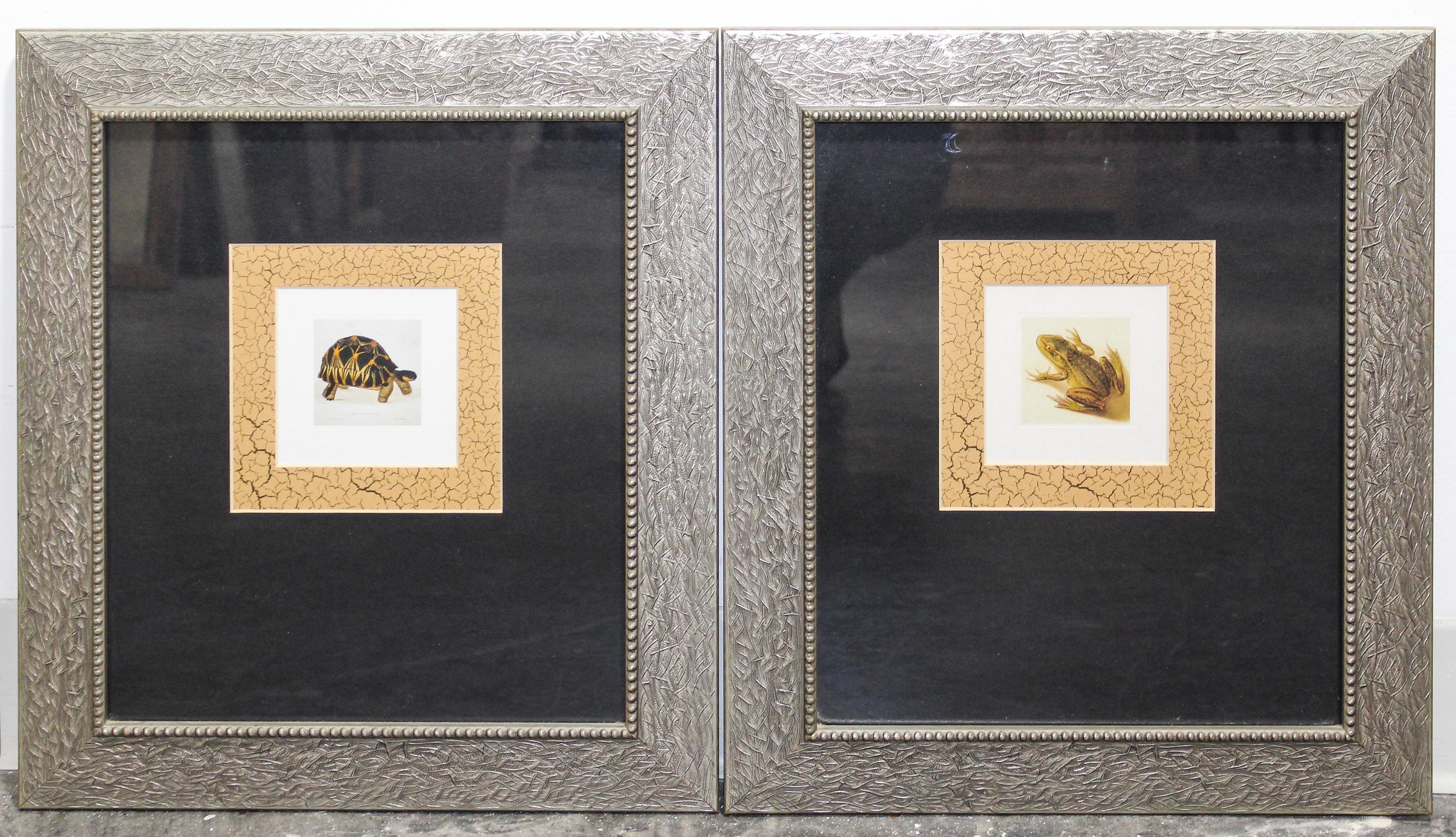 A Pair of Prints Depicting a Tortoise and a Frog Height of frames 18 x width 16 inches. — 20TH CENTURY